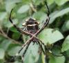 Argiope argentata